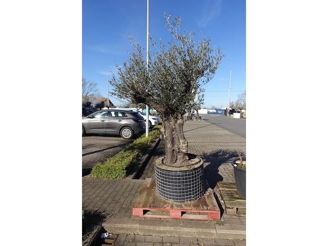 Olea europea - afbeelding 2 van  2