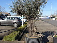 Olea europea - afbeelding 2 van  2