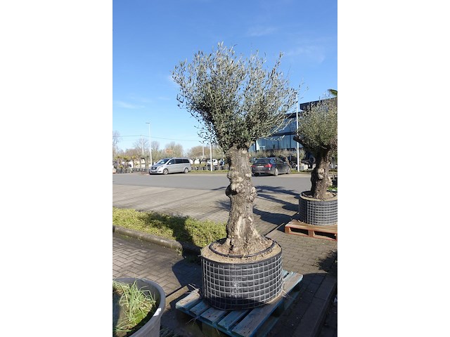 Olea europea - afbeelding 1 van  2