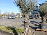 Olea europea - afbeelding 1 van  2