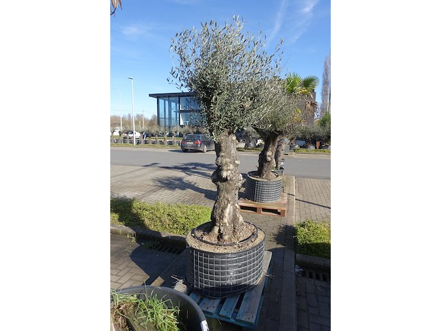 Olea europea - afbeelding 2 van  2
