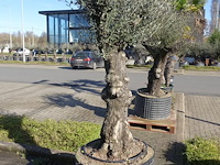 Olea europea - afbeelding 2 van  2