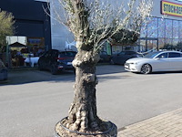 Olea europea - afbeelding 1 van  2