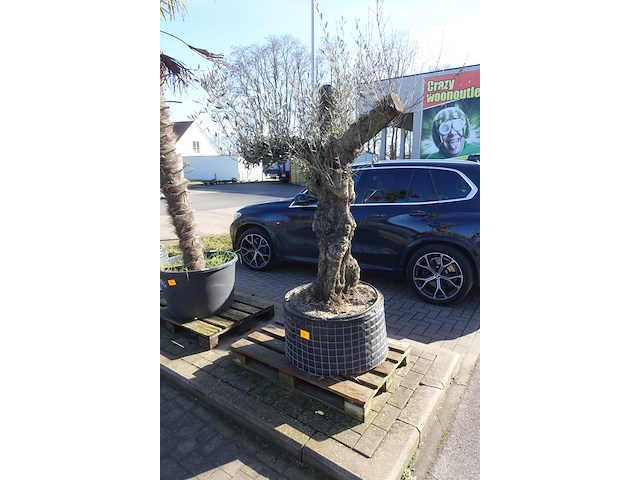 Olea europea - afbeelding 2 van  2