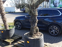 Olea europea - afbeelding 2 van  2
