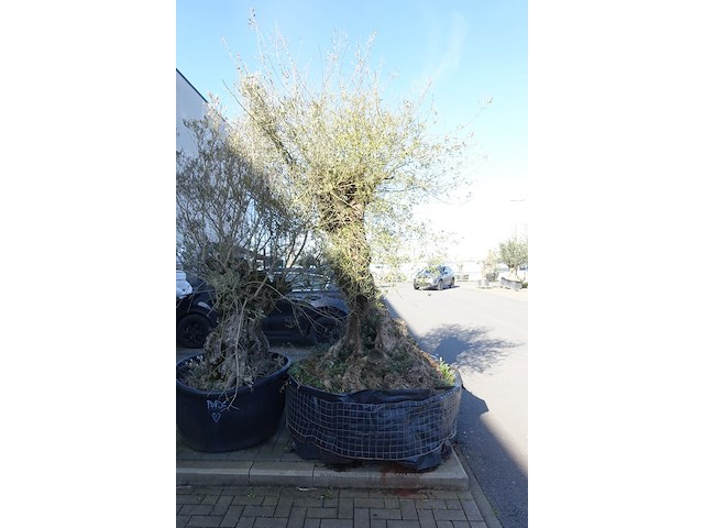 Olea europea - afbeelding 1 van  2