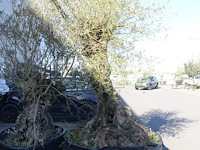 Olea europea - afbeelding 1 van  2