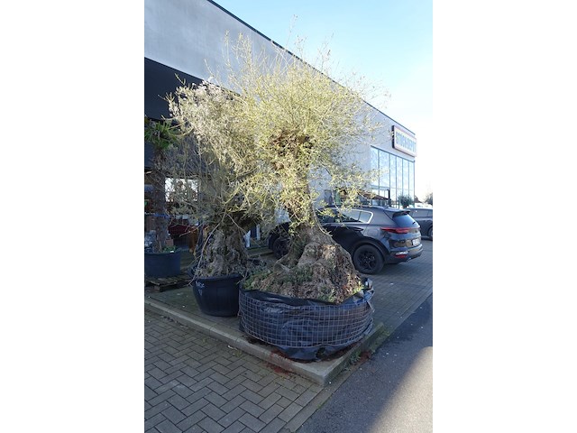 Olea europea - afbeelding 2 van  2