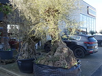 Olea europea - afbeelding 2 van  2