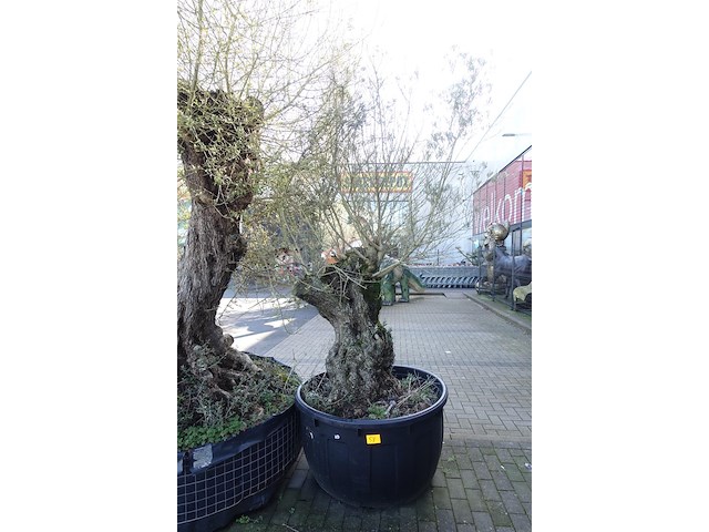 Olea europea - afbeelding 1 van  1
