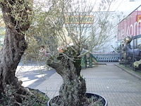 Olea europea - afbeelding 1 van  1