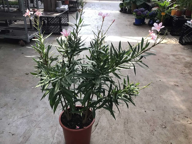 Oleander (x4) - afbeelding 1 van  1