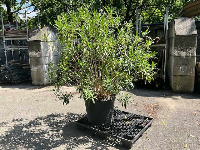 Oleander - afbeelding 1 van  7
