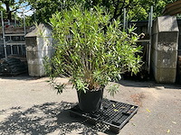 Oleander - afbeelding 1 van  7