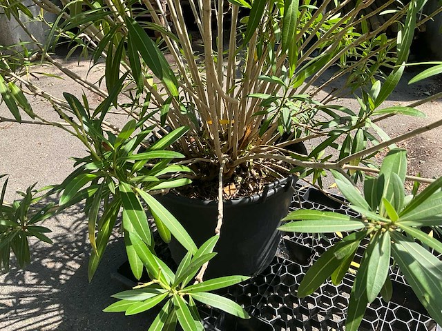Oleander - afbeelding 2 van  7