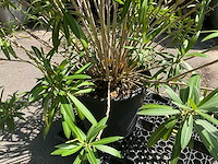Oleander - afbeelding 2 van  7