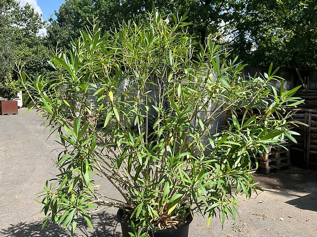 Oleander - afbeelding 3 van  7