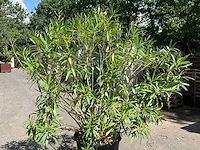 Oleander - afbeelding 3 van  7