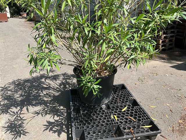 Oleander - afbeelding 4 van  7