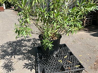 Oleander - afbeelding 4 van  7
