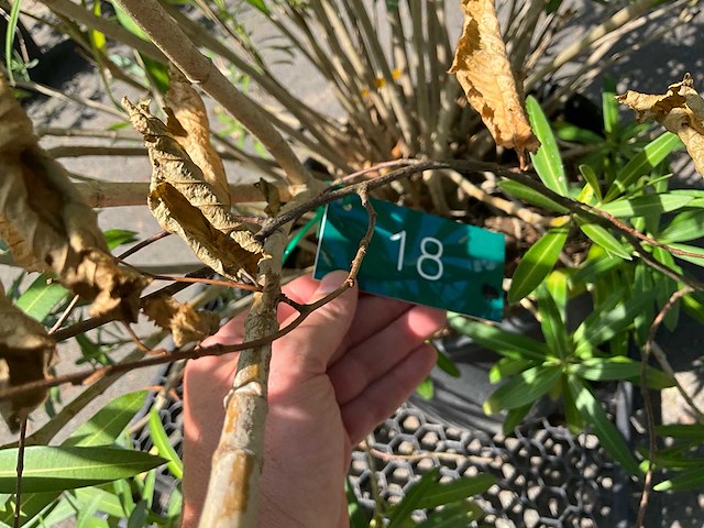 Oleander - afbeelding 5 van  7