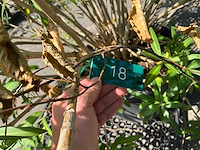 Oleander - afbeelding 5 van  7