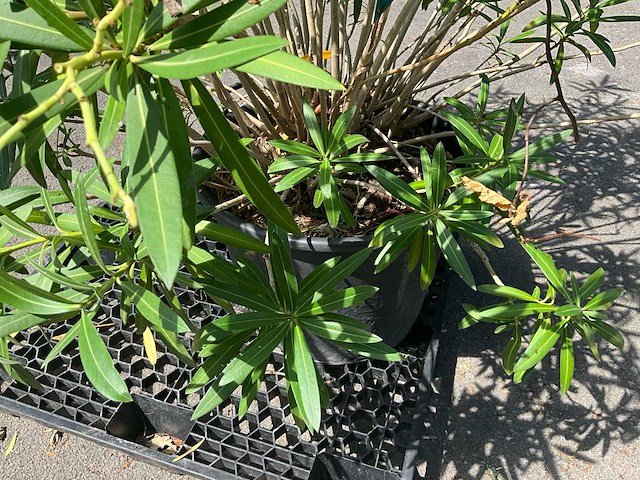 Oleander - afbeelding 6 van  7