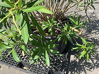 Oleander - afbeelding 6 van  7