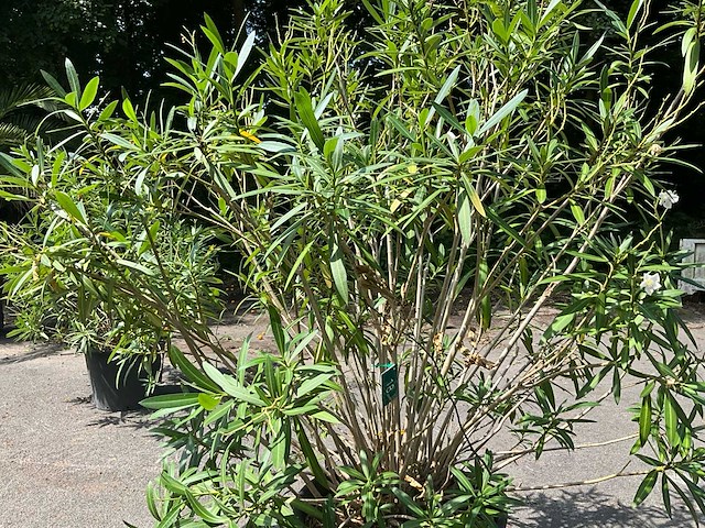 Oleander - afbeelding 7 van  7