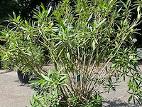 Oleander - afbeelding 7 van  7