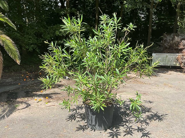 Oleander - afbeelding 7 van  8