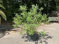 Oleander - afbeelding 7 van  8
