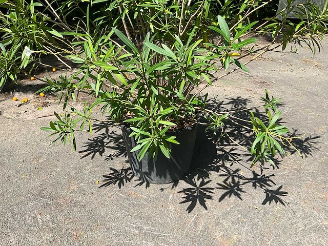 Oleander - afbeelding 8 van  8
