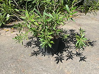 Oleander - afbeelding 8 van  8