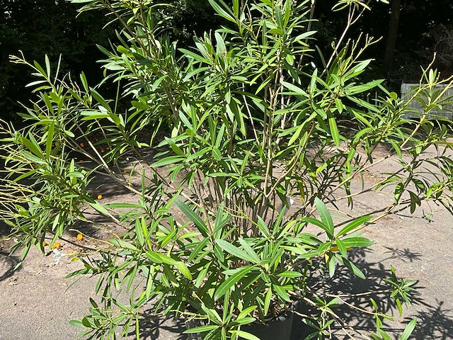 Oleander - afbeelding 1 van  6
