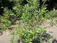 Oleander - afbeelding 1 van  6