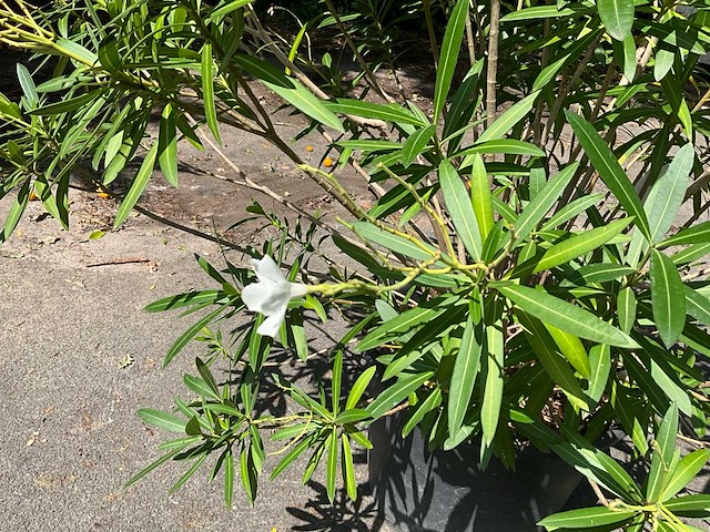 Oleander - afbeelding 2 van  6