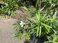 Oleander - afbeelding 2 van  6