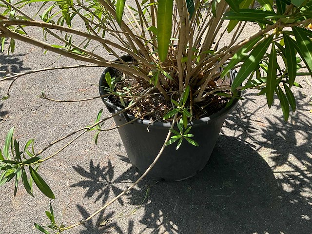 Oleander - afbeelding 3 van  6