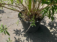 Oleander - afbeelding 3 van  6