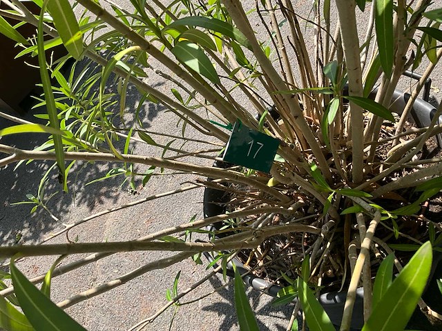 Oleander - afbeelding 4 van  6
