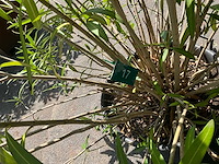 Oleander - afbeelding 4 van  6
