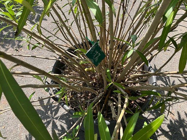 Oleander - afbeelding 5 van  6