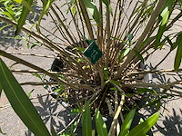 Oleander - afbeelding 5 van  6