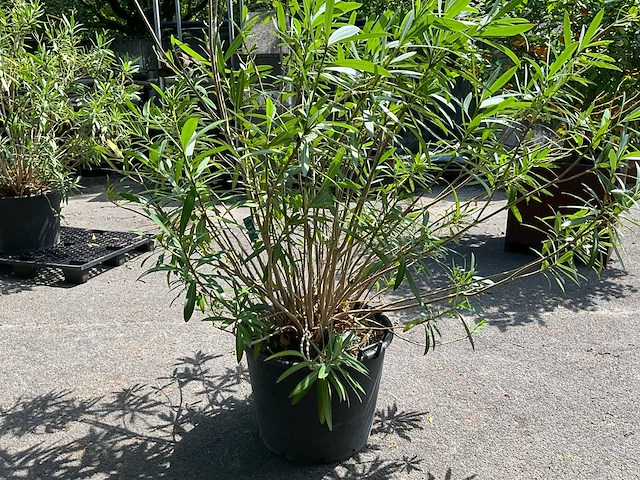 Oleander - afbeelding 6 van  6