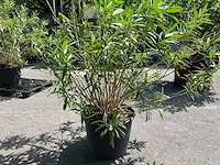 Oleander - afbeelding 6 van  6