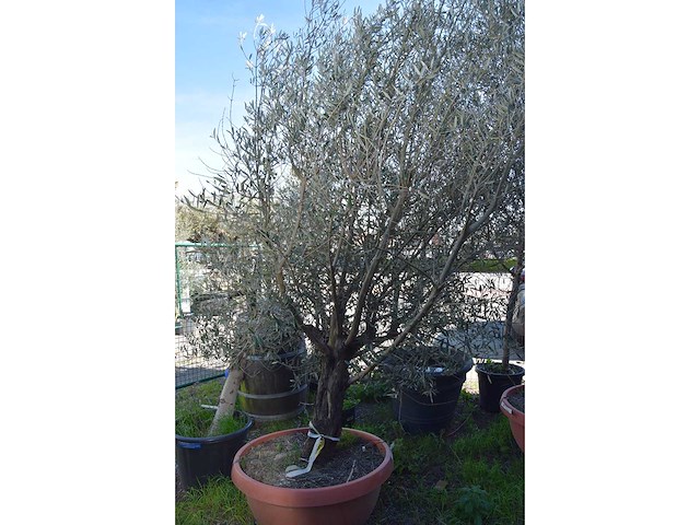 Oliijf oranje schaal - olive tree - afbeelding 1 van  5