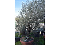 Oliijf oranje schaal - olive tree - afbeelding 1 van  5
