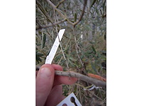 Oliijf oranje schaal - olive tree - afbeelding 2 van  5