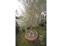 Oliijf oranje schaal - olive tree - afbeelding 3 van  5